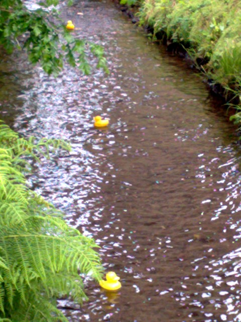 Ducks Ahoy | June 2010